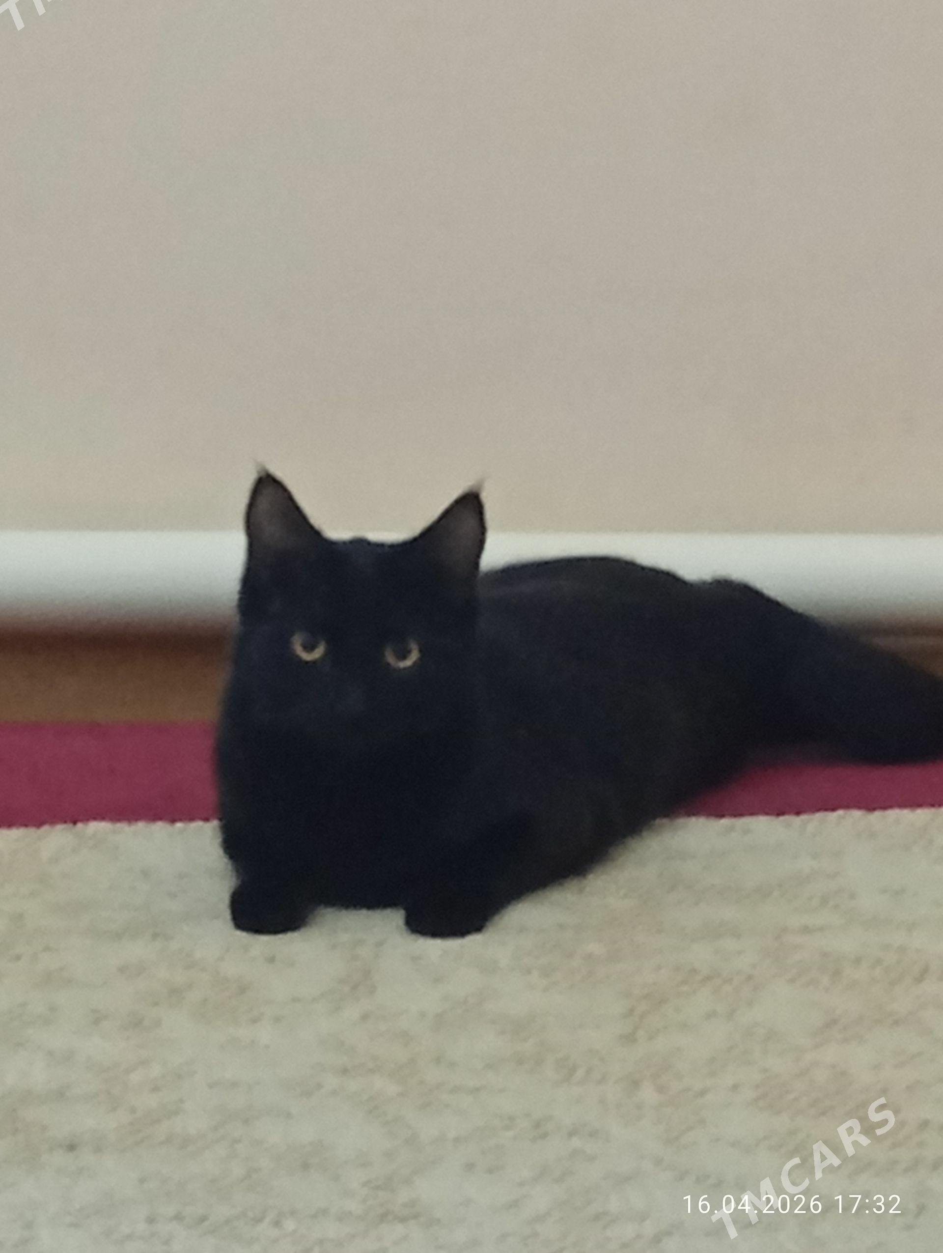 Пишик - Daşoguz - img 1