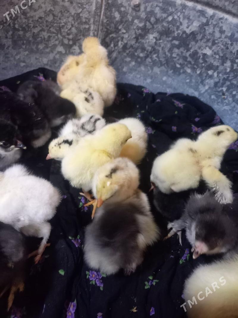 brama bayes troyka juyjeler yu - Мургап - img 1