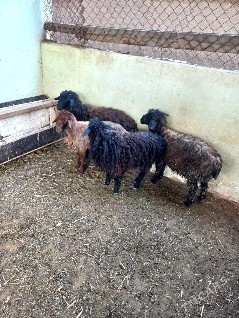 Bakylan İşşekler - Хитровка - img 1