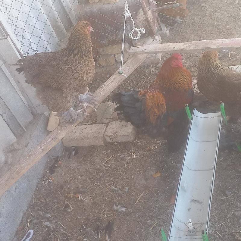 brama towuk gold, laset ýumurt - Gökdepe - img 1