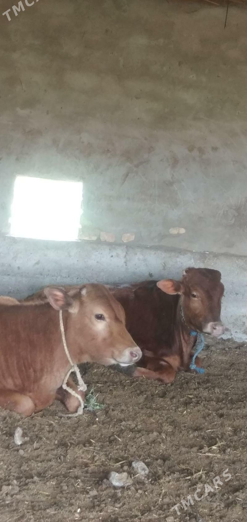 2 sany okuzce - Çärjew - img 1