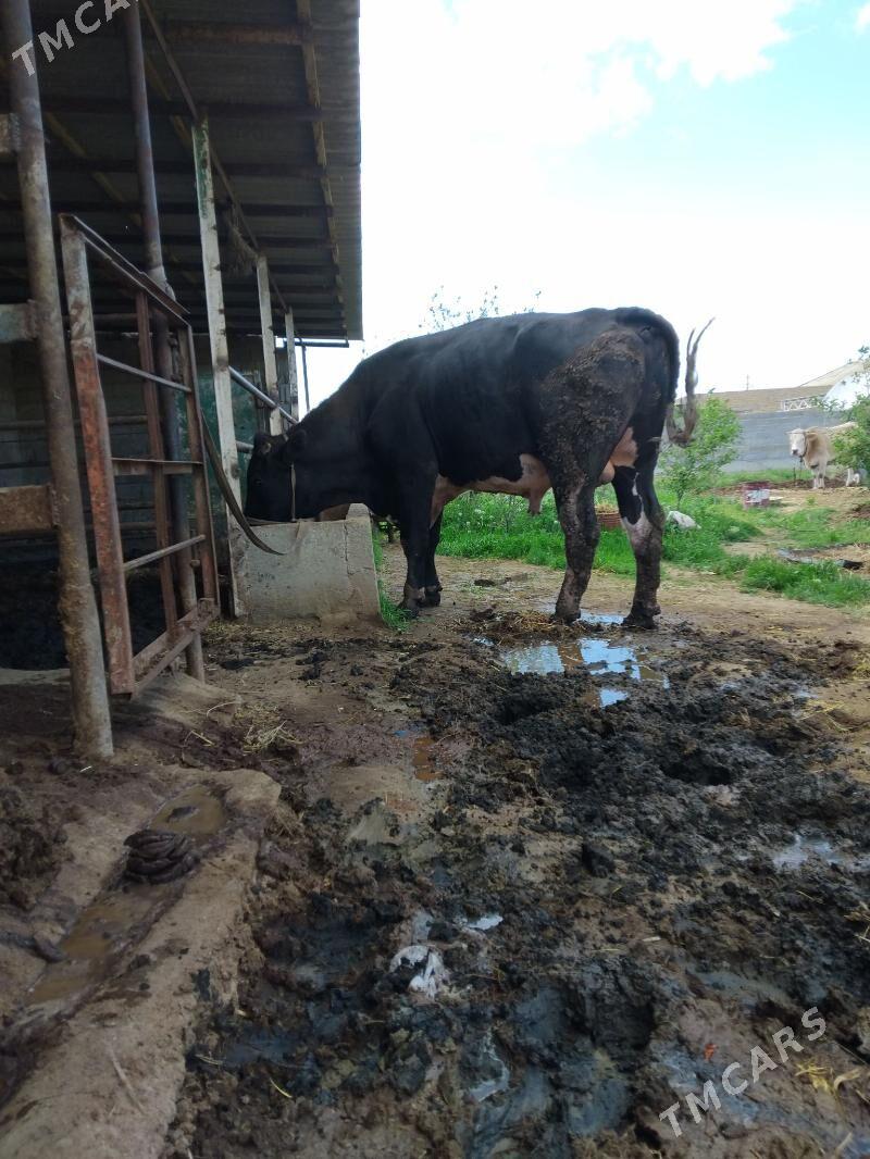 ULY ÖKIZ - Бахарден - img 1