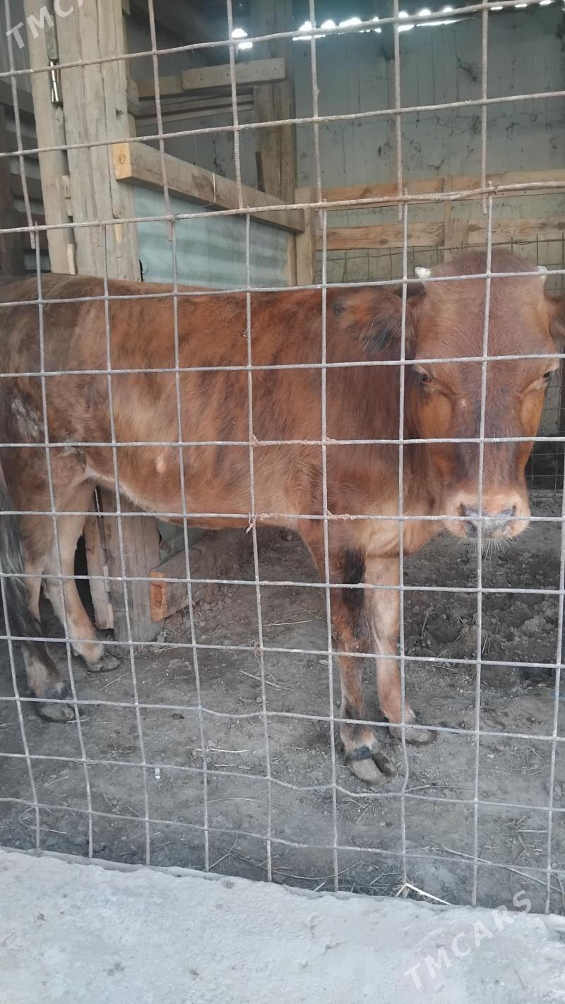 gole tuwe - Aşgabat - img 1