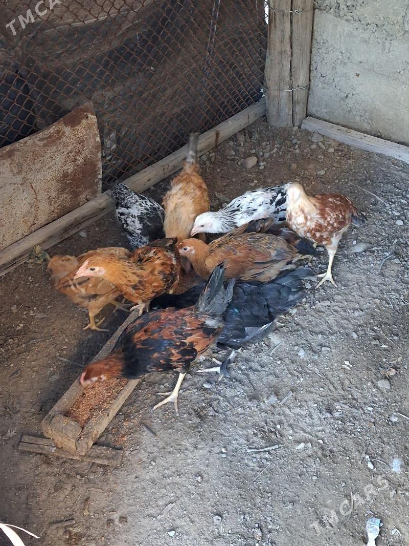 horaz - Бузмеин - img 1