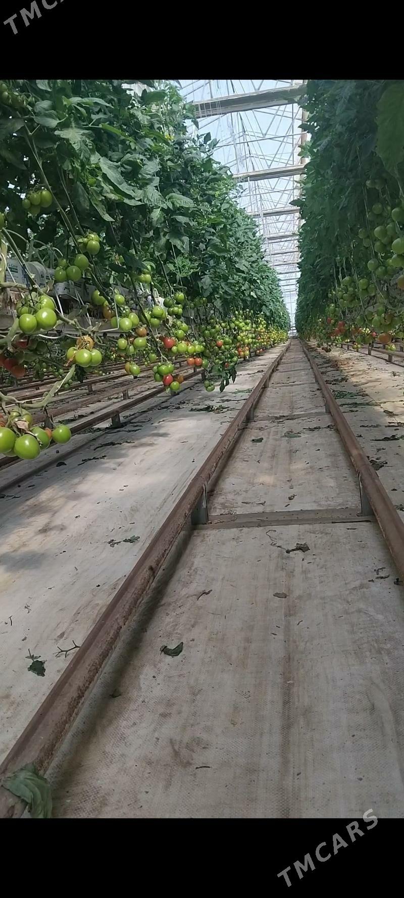 Parnyk - Чоганлы - img 1