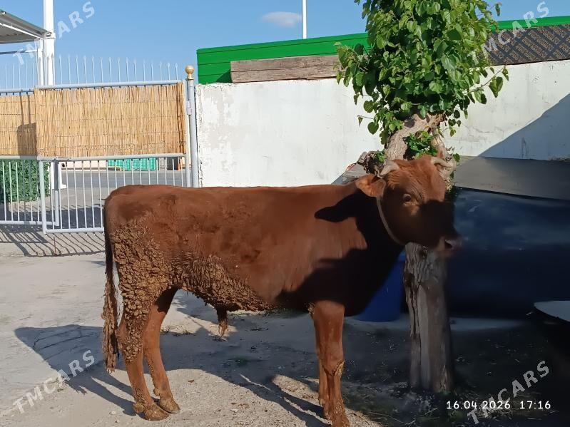 Öküzçe - Кëши - img 1