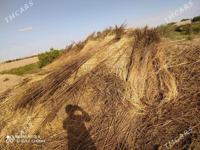 gamyş - Hojambaz - img 1