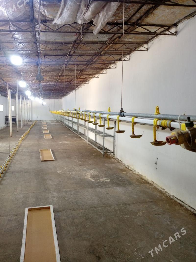 жужелере сув берйен - Türkmenabat - img 1