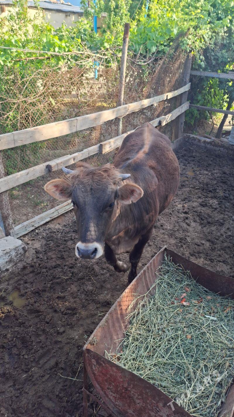 TÜWE - Ашхабад - img 1