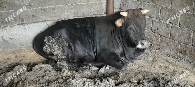 Okuz - Ak bugdaý etraby - img 1