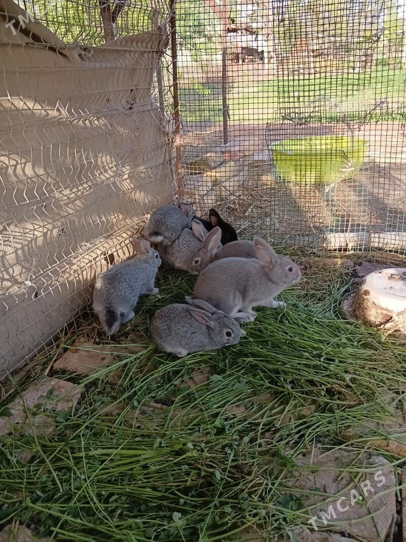 towsanlar - Саят - img 1