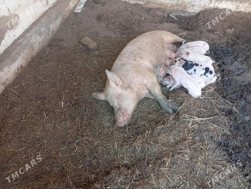 Doňuz matka - Türkmenabat - img 1