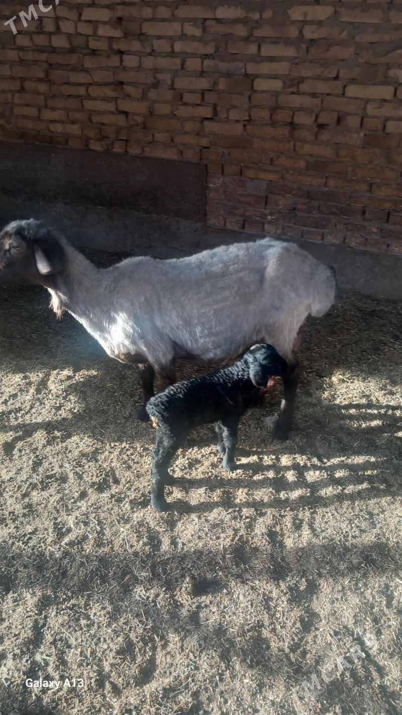 Guzuly goyun - Çärjew - img 1