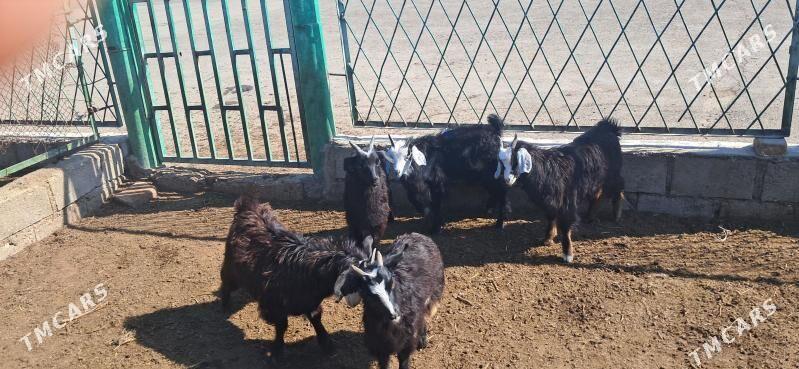 çebiṣ - Türkmenbaşy - img 1