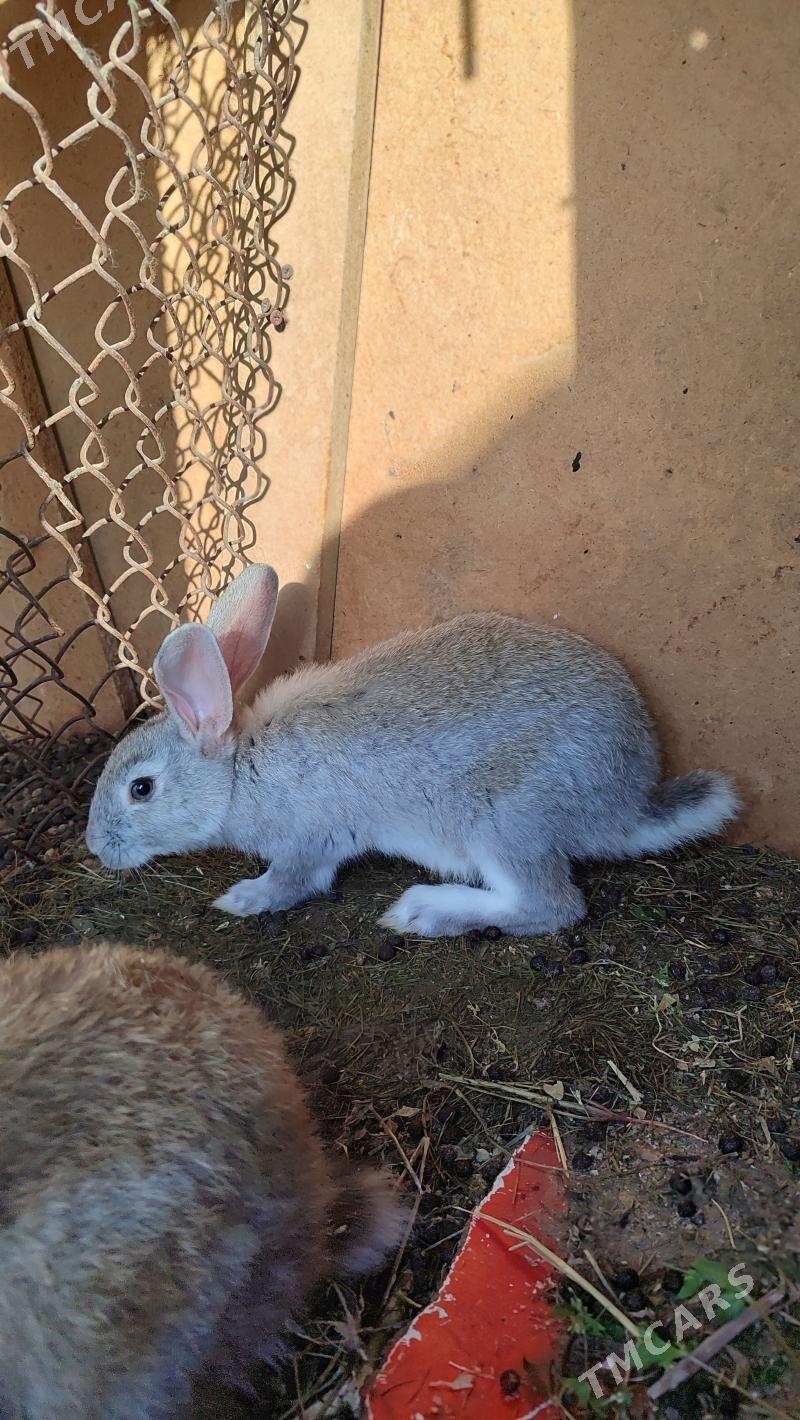 Towşan - Aşgabat - img 1