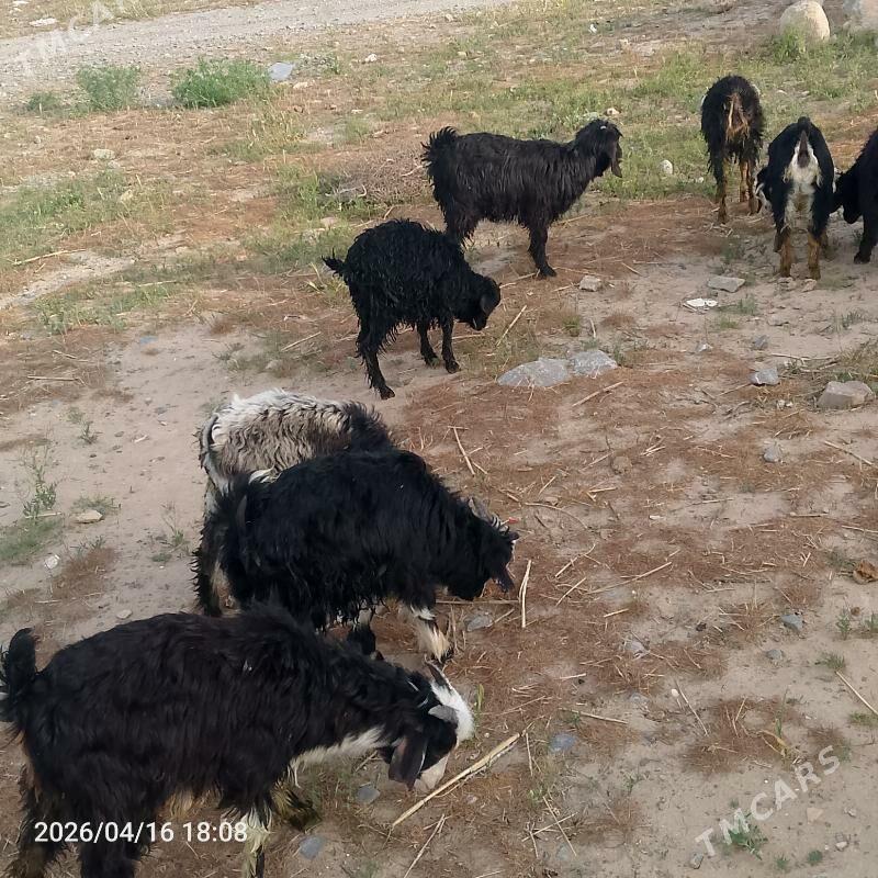 cebiş - Гызыларбат - img 1