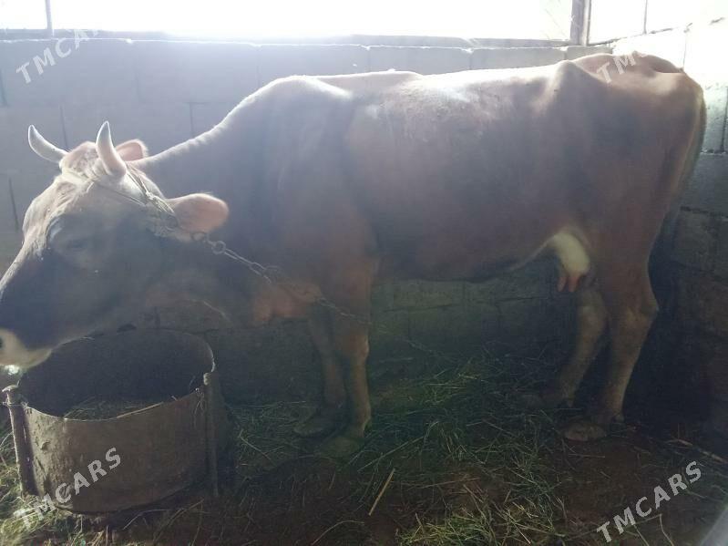 sygyr - Бузмеин - img 1