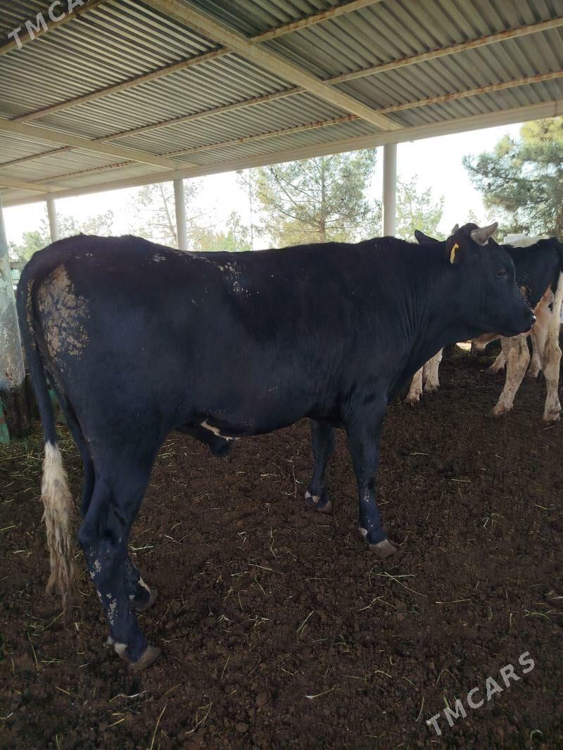 galasteyn okuz - Ашхабад - img 1