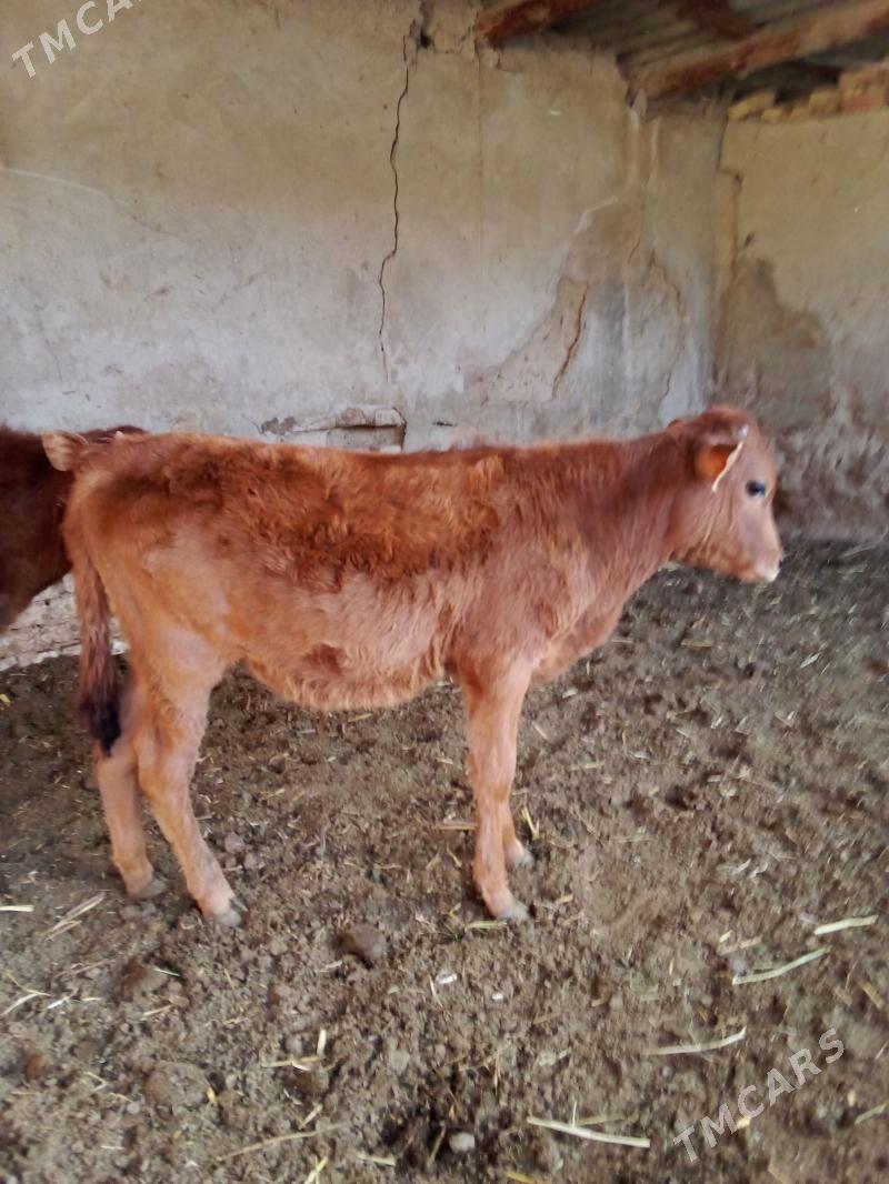 Göle - Mary - img 1