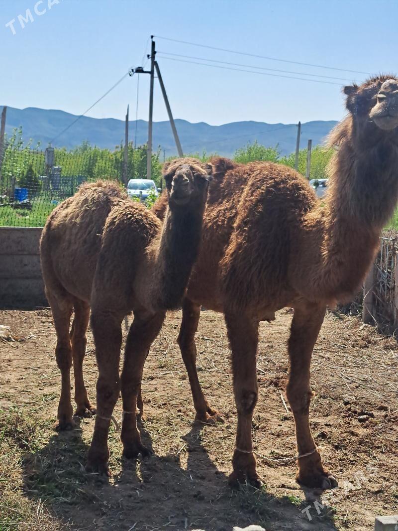 torumly düýe - Гызыларбат - img 1