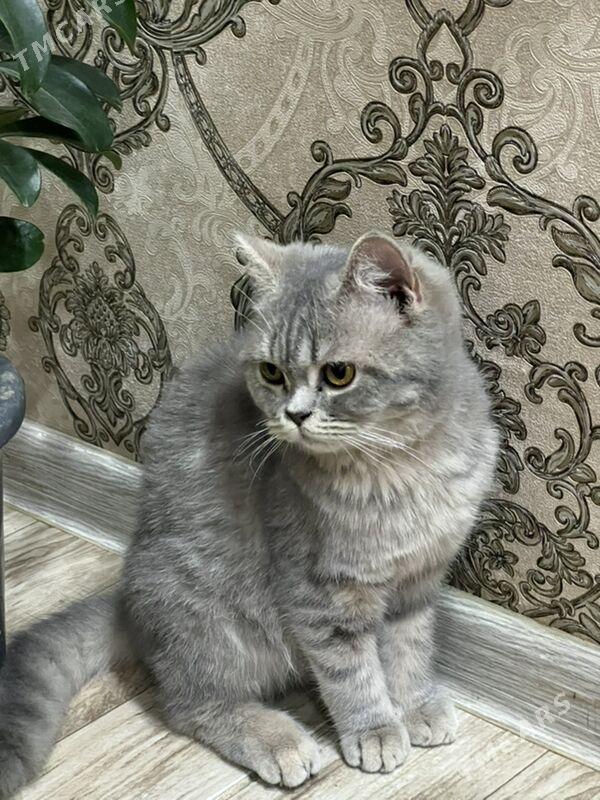 Shotlanysky pişik - Daşoguz - img 1