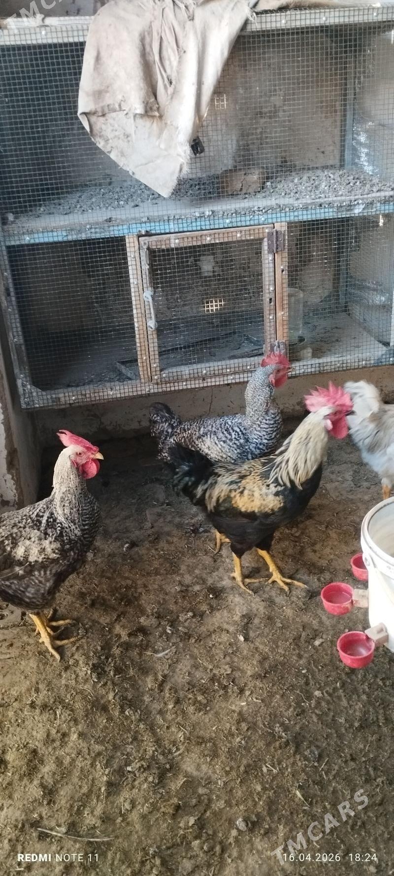 gigant horozlar - Sakarçäge - img 1