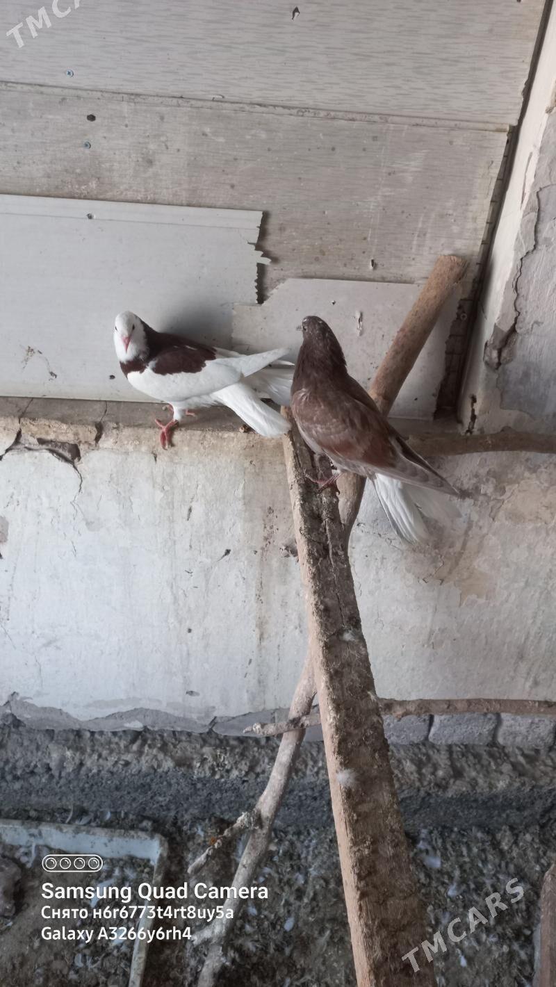 kepderi - Garadamak - img 1