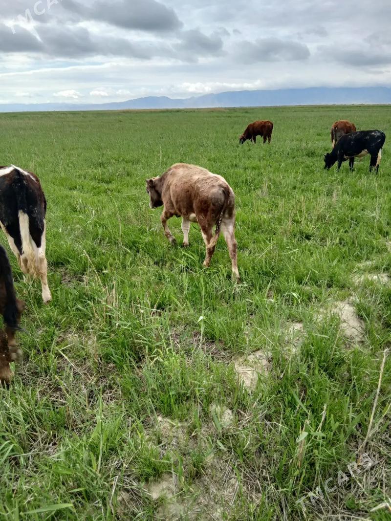 Oküz - Bereket - img 1