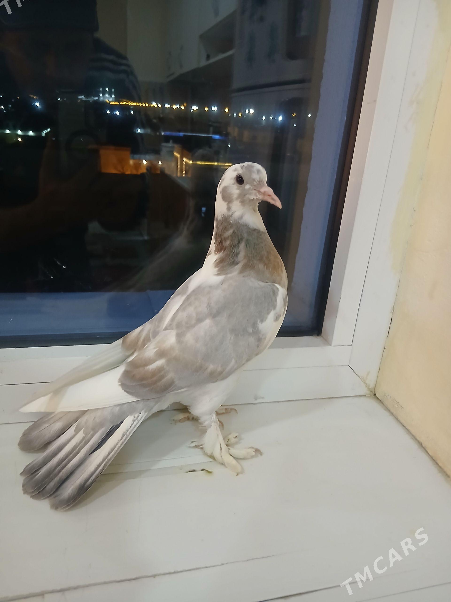 kepderi - Änew - img 1