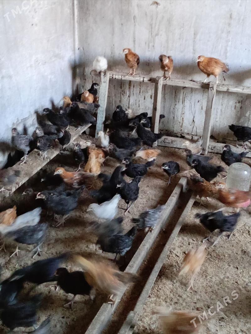 Towuk juje - Baýramaly - img 1