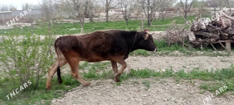 sygyr - Бахарден - img 1