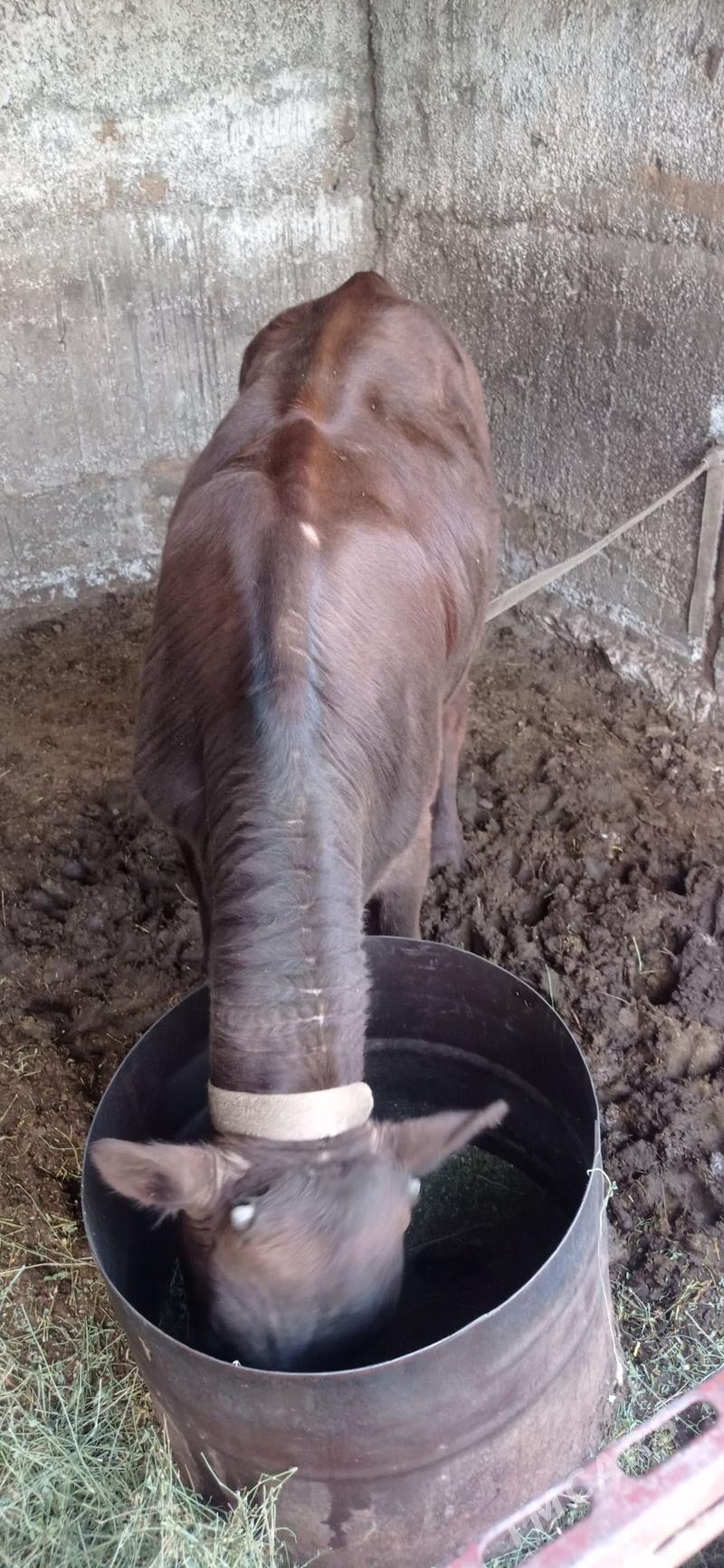 öküz - Багир - img 1