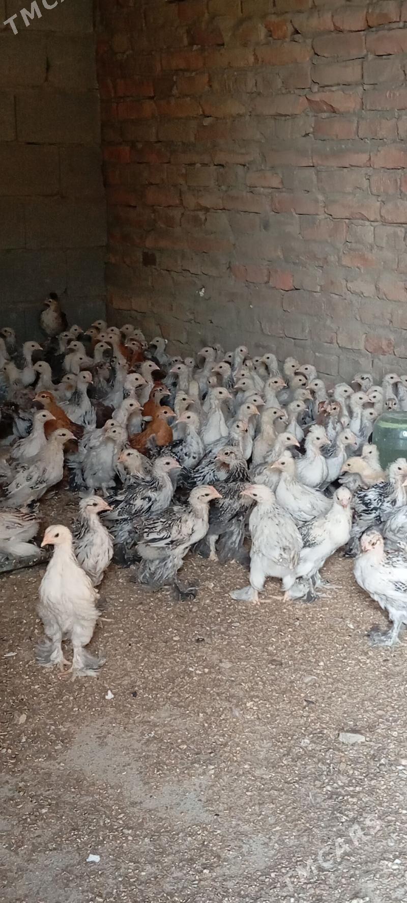 Towyk Balgar juje - Bäherden - img 1