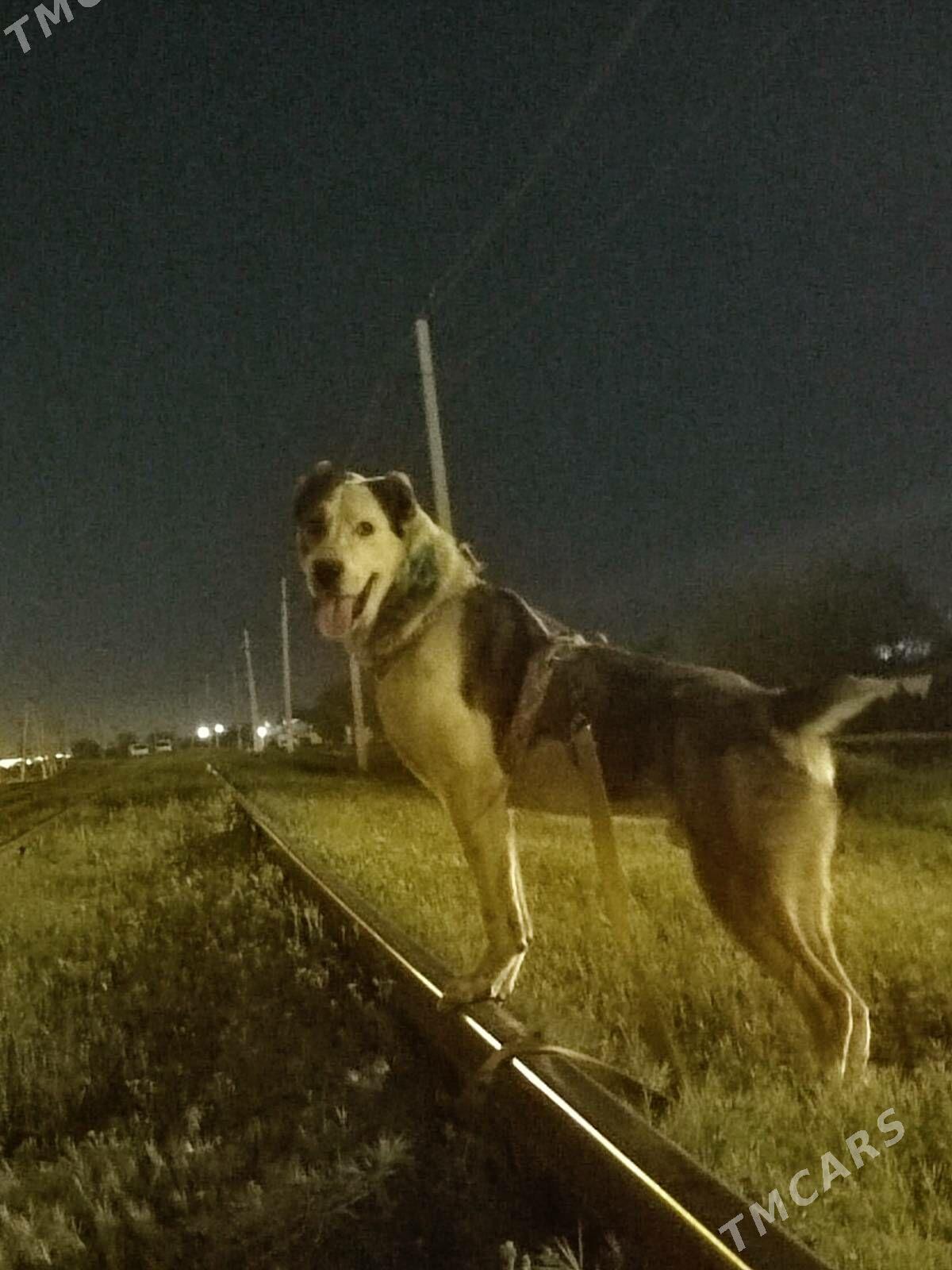 ALABAY - Бузмеин - img 1