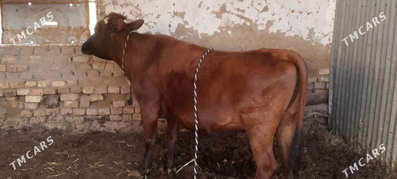 sygyr - Wekilbazar - img 1