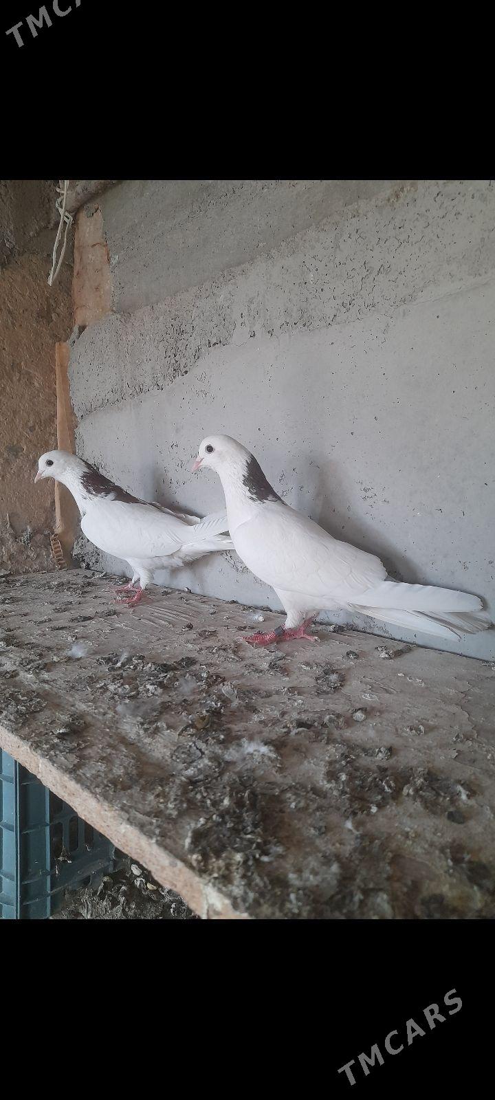 kepderi - Gyzylarbat - img 1