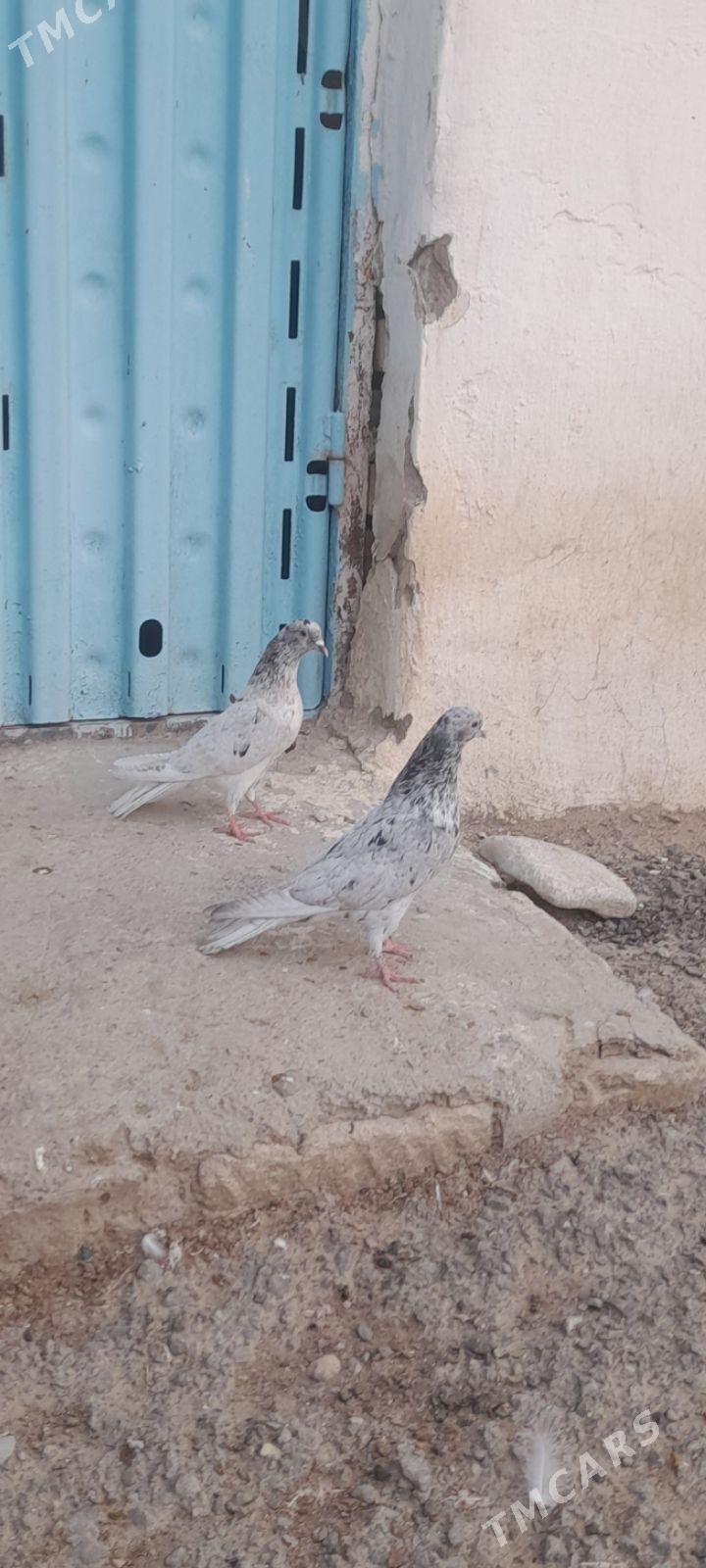 kepderi - Гызыларбат - img 1