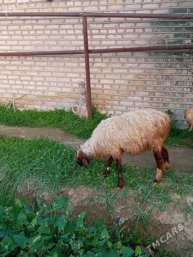 Goyun - Ýolöten - img 1