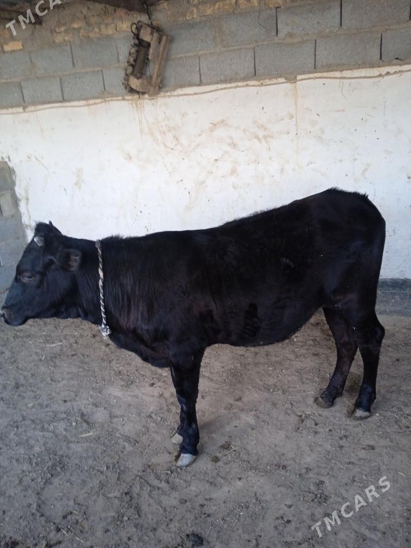 gaçar - Balkanabat - img 1