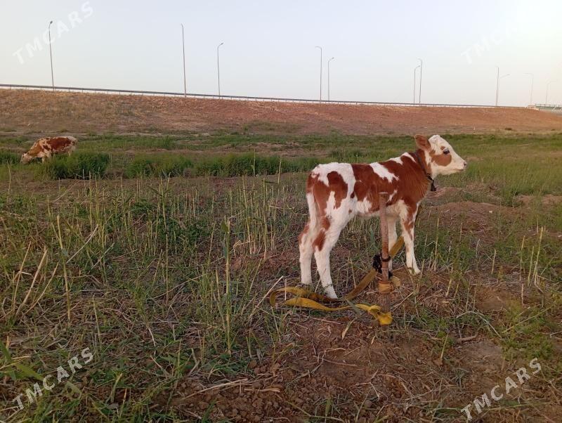 Goleli.sygyr. - Mary - img 1