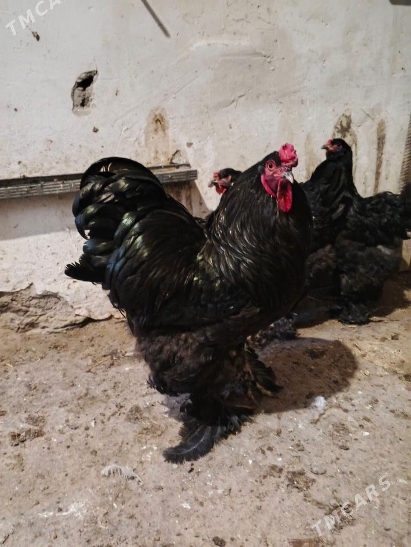 brama towuk - Дашогуз - img 1