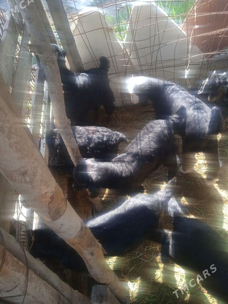 owlak - Гёкдепе - img 1