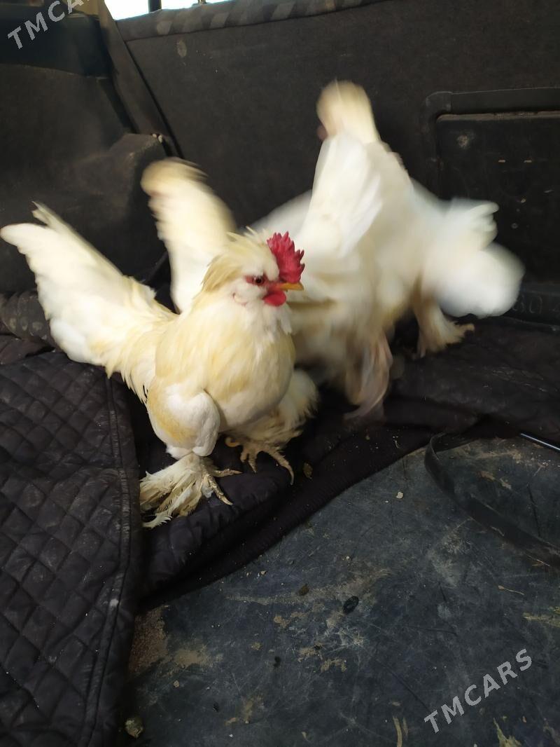 karlik - Чарджоу - img 1