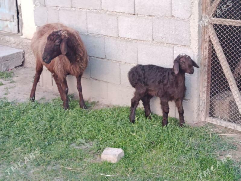 Gosar Guzyly Goyyn - Gökdepe - img 1