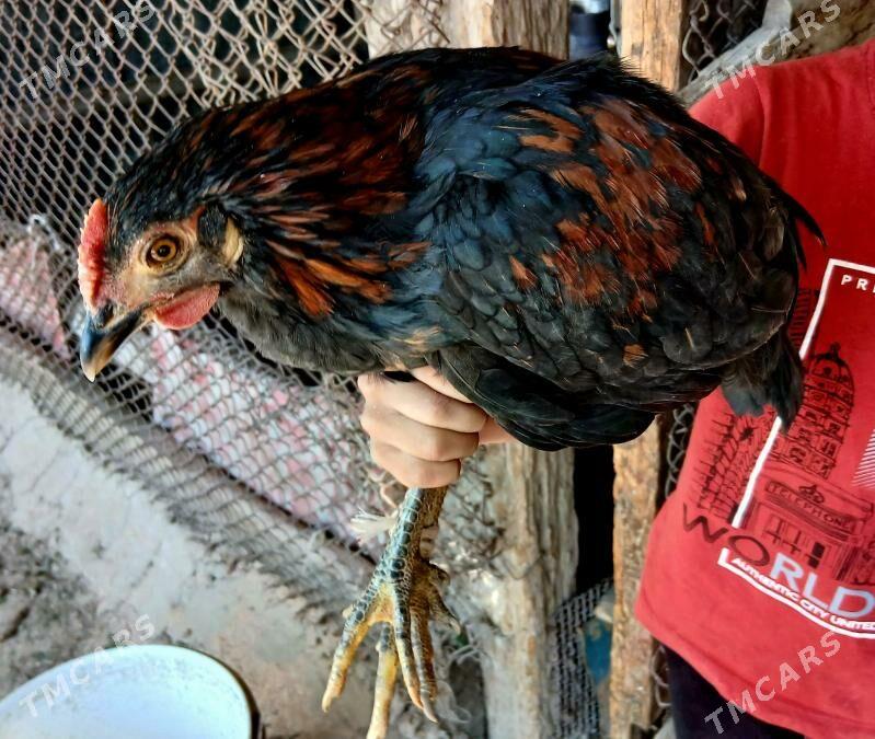 Horaz - Aşgabat - img 1