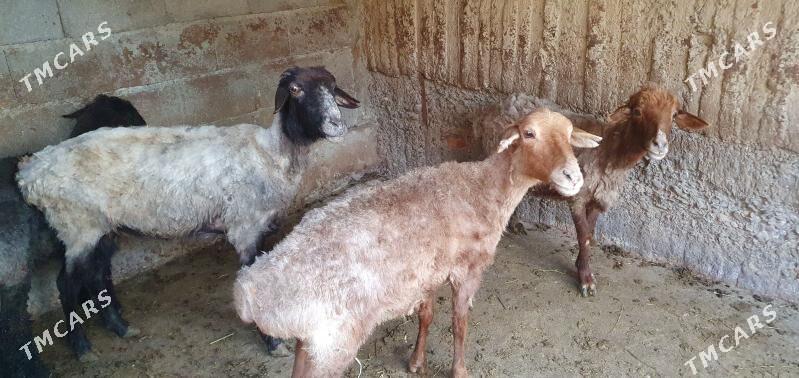 goýun... - Гёкдепе - img 1