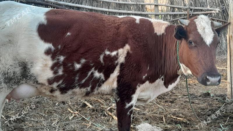 Sygyr - Гарабекевюл - img 1