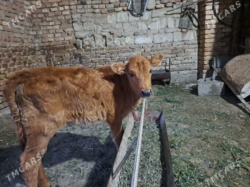 göle - Гызыларбат - img 1