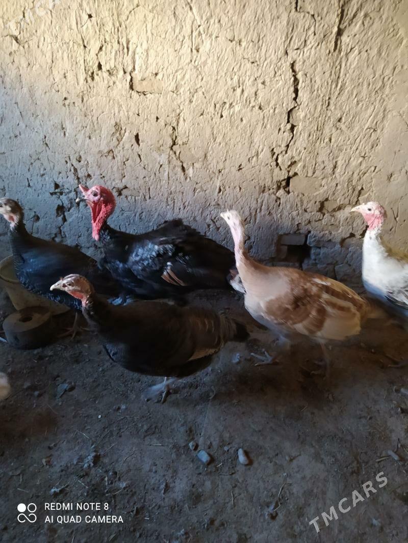 induk - Sakarçäge - img 1