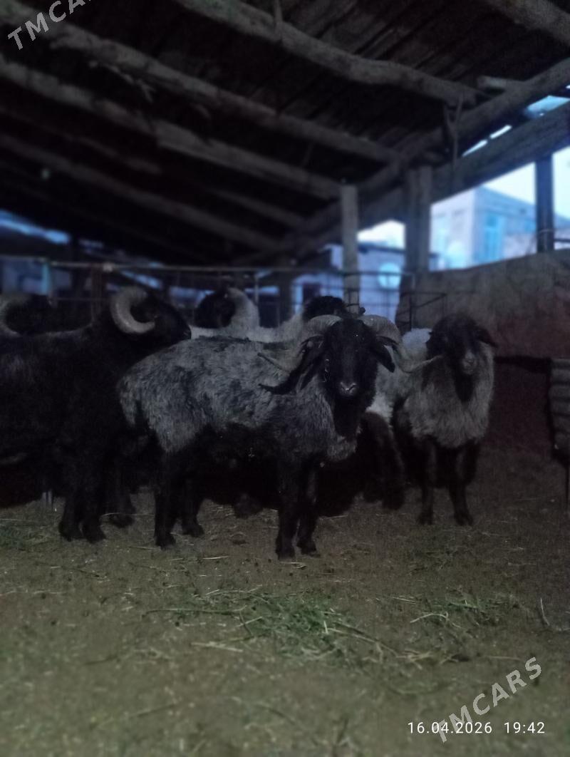 koçkar - Türkmenabat - img 1